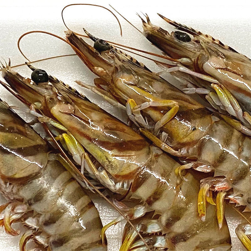 竹节虾鲜活特大号九节虾新鲜大虾海虾海鲜水产 新鲜海捕【15-20只1斤