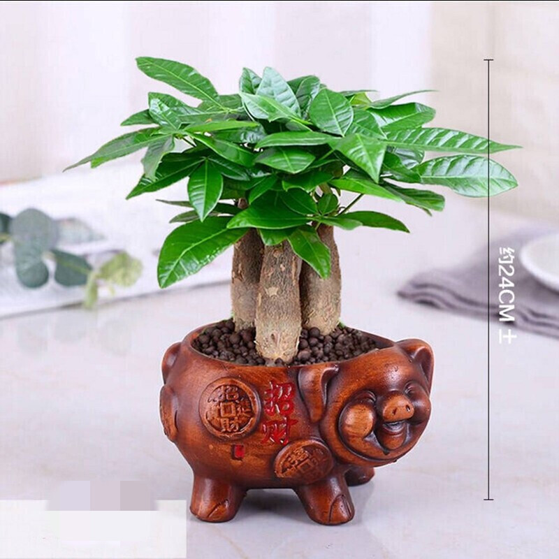 花好月圆陶瓷花盆 三杆发财树【图片 价格 品牌 报价】-京东