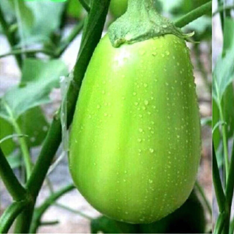 青茄子河南青茄子新鲜5斤绿茄子圆茄子蔬菜农家绿茄子青皮茄子3斤