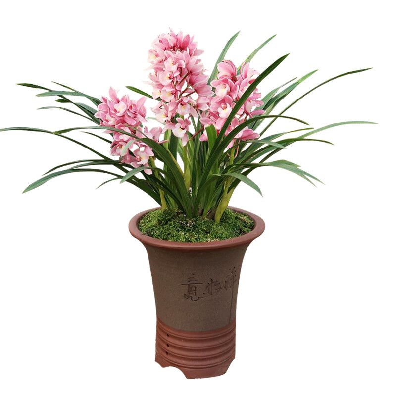 刘阁兰花建兰香妃2苗盆土肥