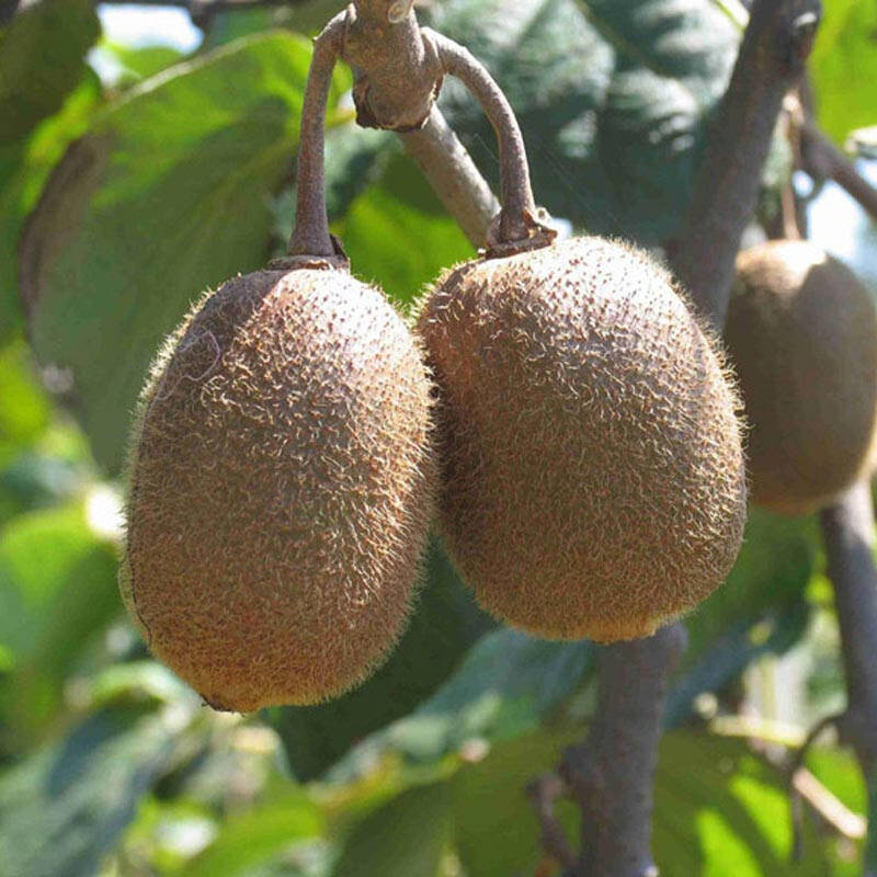 寻觅猕猴桃中果一斤7-9个 江山正宗徐香猕猴桃果园新鲜绿果弥猴桃奇异