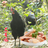 乡水洞天[武陵源馆] 乡水洞天 散养老土鸡艾草鸡跑山鸡 24-48个月 艾草母鸡