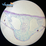 维克科教 植物叶教学标本高等教育使用教学切片生物学玻片标本 显微镜配件 睡莲叶横切10片装