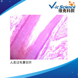 中小学教学玻片 组织与生理玻片标本 人皮过毛囊切片（10片装）