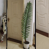王冠蕨微瑕盆栽老桩崖姜蕨室内大型绿植耐阴好养王冠蕨 140-150厘米 不含盆