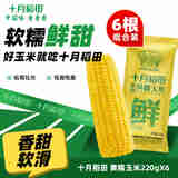十月稻田 甜糯玉米 鲜食玉米 220g*6穗 【热卖】