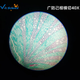 维克科教显微镜配件 药用植物 广防已根横切 高等教育使用教学切片标本（可单买） 广防已根横切 5片装