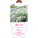 北京东升种业（DS）满天星  花卉种子  四季种植 家庭阳台 园艺休闲