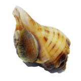 蟹爱【活鲜】海鲜新鲜鲜活东海黄海螺生鲜小海螺  500g 15-20只 盒装