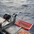 钓嗨尼诱饵笼海钓配件天平钓组串钩钓鱼不锈钢沉底船钓深海打窝器海钓套装钓鱼配件垂钓装备虾笼鱼饵打窝器 诱饵笼-小号（适合近海钓使用）