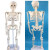 钢骑士 85cm人体骨骼模型 全身骨架人体模型小骷髅教学模型脊椎模型 骨骼图/张-是图不是骨骼模型 