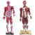 动力瓦特 人体肌肉模型 医学艺用人体肌肉教具 30部件 QH3324-7（高85厘米） 