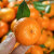 淋妹植果广西正宗砂糖橘新鲜上市产地直发应季桔子无籽柑橘整箱橘子 小果5斤装