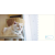 现货【深图日文】ホイちゃん hoippu cream PHOTOBOOK  猫咪摄影集 人气猫 正版