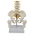 FACEMINI ML-24 5节中型腰椎带骨盆腿骨 14.5*11*22CM PVC材料 5节中型腰椎带骨盆腿骨1个 规格 48H 