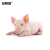 安赛瑞 猪耳标 猪用耳号牌标识养猪用品免疫耳牌 宽4.2cm长5cm 蓝色 100套无字 530065