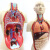 ENOVO颐诺版中型医学人体器官解剖模型