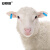 安赛瑞 羊耳标 羊用耳号标识免疫耳牌记号牌标号牌 农业畜牧业分类牌 宽1.8cm长5cm 蓝色无字 100套 530071