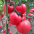 千禧番茄圣女果种子苗子家庭蔬菜孑春季四季种植沙瓤盆栽庭院阳台 花皮球番茄约20粒