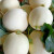 农之子（NONGZHIZI） 香瓜种子 甜瓜种子大全皮薄白黄皮沙瓤红肉 香洋白甜瓜种子 20粒/香甜