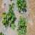 希万辉 白地膜农用保温保湿蔬菜大棚种植除草防草耐拉扯塑料薄膜 白色1卷装 1.2m宽400m长0.6丝4.8斤