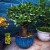 玉树盆栽苗老桩大叶玉树花植物多肉燕子掌室内客厅绿植花卉Y  雅乐之舞三年苗