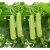 细辛农点赞奶油黄瓜种子杂交白玉春季秋季丰产四季盆栽特色水果黄瓜种 奶油黄瓜(原装100粒)x5袋