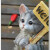 美式乡村家居客厅阳台咖啡店装饰品田园庭院动物摆件缅因猫欢迎牌