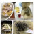 味巴哥（MOSTDELICIOUS）深海野刺龟 鱼皮刺豚皮 海胆皮海产干货 煲汤500 滋补胶原多 规格3:大500约2-5