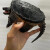 龟龟爬天下北美小鳄龟杂佛鳄龟苗活物小乌龟宠物活泼外塘凶猛食用幼苗活体 杂佛小鳄2-3厘米 1只单身龟