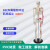 七格匠人体骨骼模型85CM骨骼合集 生物教学仪器模型