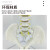 人体脊柱模型1:1成人医学正骨练习骨骼模型颈椎腰椎脊椎骨架模型 80CM可弯曲脊柱带骨盆股骨
