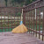 竹扫把农村老式竹丝扫帚笤帚户外庭院环卫通用大扫把扫院子 金丝草植物扫帚 长1.5米宽60厘米