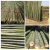 SBPG 竹带尖小竹子细竹竿竹杆子 1厘米粗1米30根