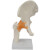 FACEMINI WY-19 功能型关节合集 人体关节模型教学器材 教学演示用品 功能型膝关节（蓝皮） 规格 48h 