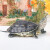 珍珠龟花龟宠物龟外塘饲养六线草龟花龟水龟大乌龟活体 5-6cm 1只