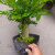 CLCEY竹柏老桩头盆栽耐热耐寒室内阳台净化空气观叶植物 多芮蜜 竹柏杆粗1.5-2厘米桩