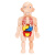 昂沐人体器官模型启蒙玩具人体结构模型医学仿真内脏解剖器官3d可拆卸 小号人体模型+医生围裙+卡片