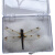 真蝴蝶标本真昆虫天堂已展翅盒装儿童礼物手工教学可取出 米白色 蜻蜓透明色聪 其他长方形尺寸 独立