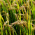花茜水稻种子家用高产水稻种孑旱稻种子东北大米糯米香稻子 绿旱一号一斤
