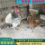 出售波兰鸡小鸡仔黑白花观赏波兰活鸡崽公母一对成年鸡活物养殖场 米白色鸡蛋 咨询客服