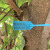 定制一次性园林苗木锁扣打号锁标记牌标签标识号苗树扎带塑料封条 兰色60长100条
