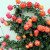 泰西丝爬藤月季花树苗浓香型大花四季花卉盆栽  藤宝贝约1.6m2棵不含盆