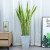 睿格达金边虎皮兰盆栽客厅卧室大型植物好养观叶绿植 金边虎皮兰1-1.2米含长方水泥盆