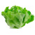 百萌（BAI MENG）意大利全年生菜种子种籽高产 四季蔬菜种子 阳台播菜种孑 籽种菜籽奶油生菜种子 奶油生菜种子 10克 厂商封装