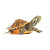 火焰龟长寿宽纹观赏乌龟活体乌龟活物深水龟宠物龟小宠龟 1.3斤-1.6斤