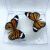 真蝴蝶标本真昆虫天堂已展翅盒装儿童礼物手工教学可取出 大玉斑蝶 其他长方形尺寸 独立