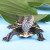 珍珠龟花龟宠物龟外塘饲养六线草龟花龟水龟大乌龟活体 5-6cm 1只