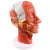 动力瓦特 人体头部浅表神经血管模型 矢状解剖面切面附血管神经模型