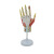 FACEMINI HG-11 可拆卸手肌附主要血管神经模型7部件手骨肌肉教具 1个